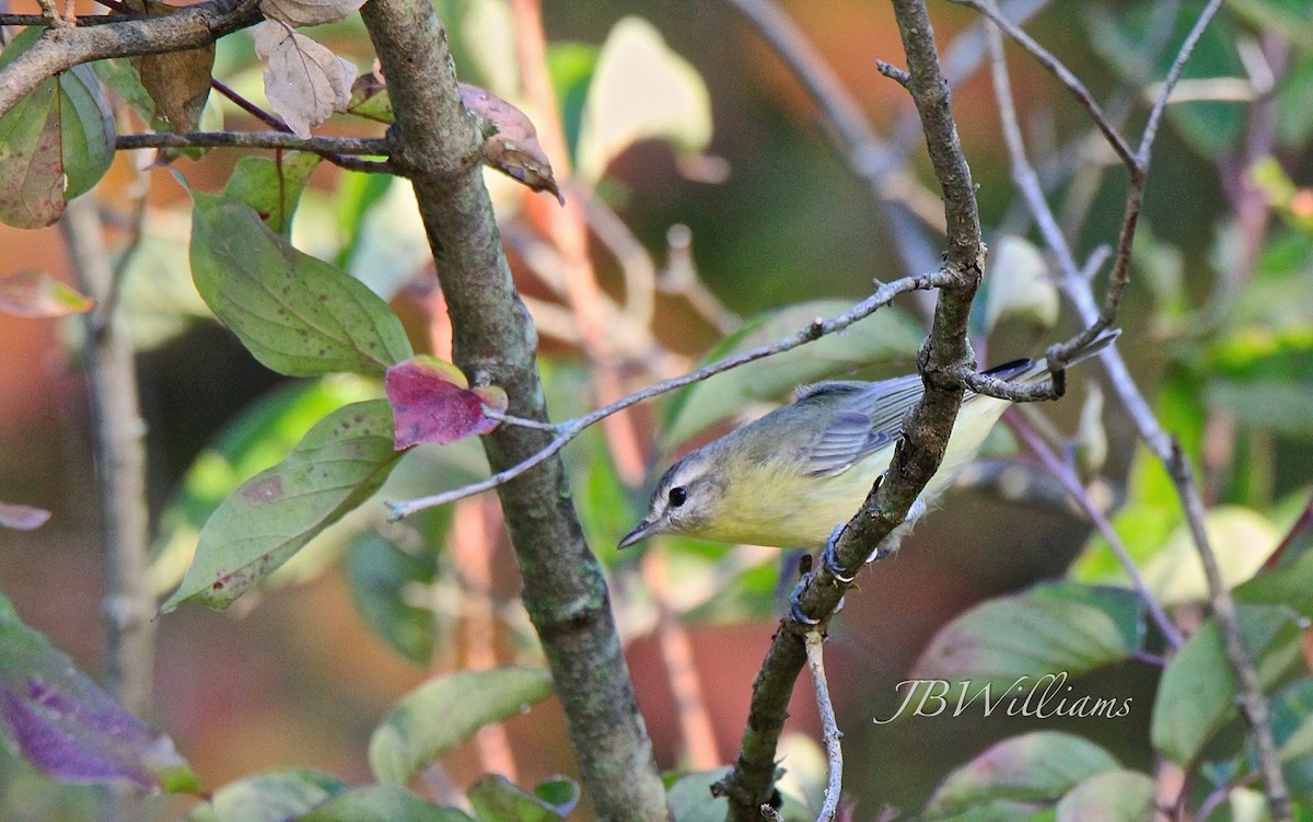 Philadelphia Vireo - ML69870501