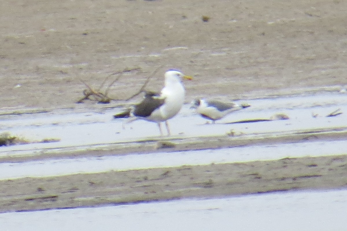 Lesser Black-backed Gull - ML69870561