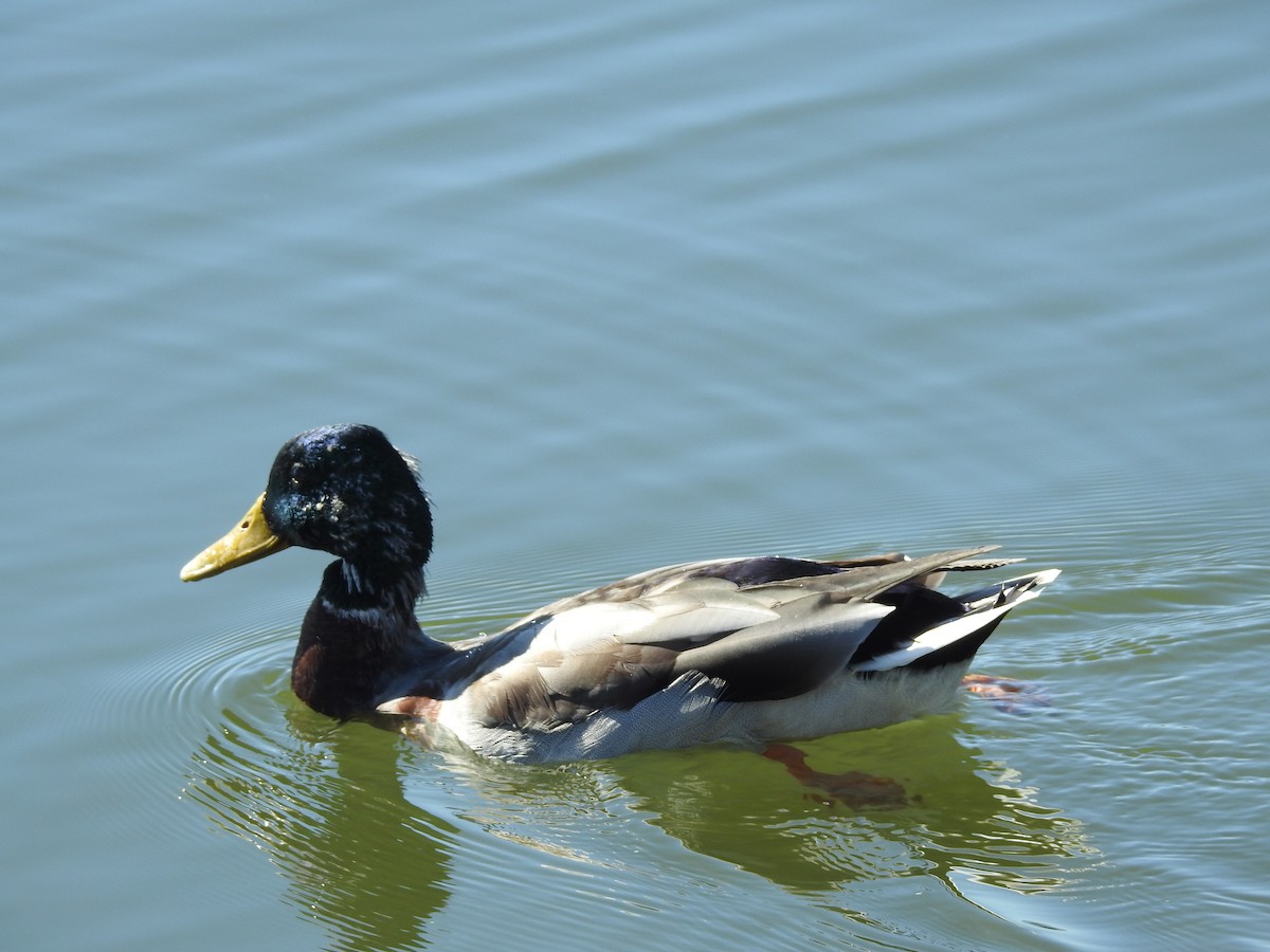 Canard colvert - ML69872751