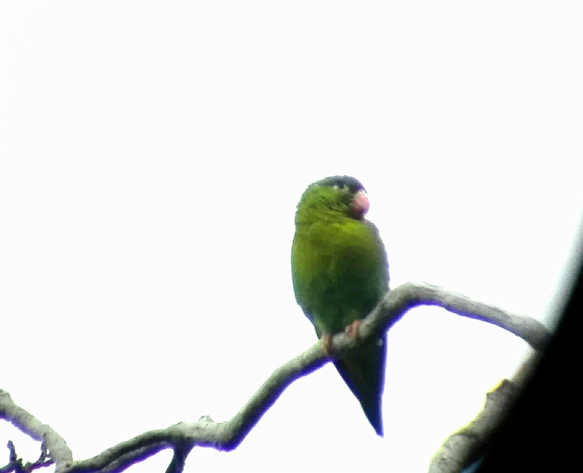 Orange-chinned Parakeet - ML69874501