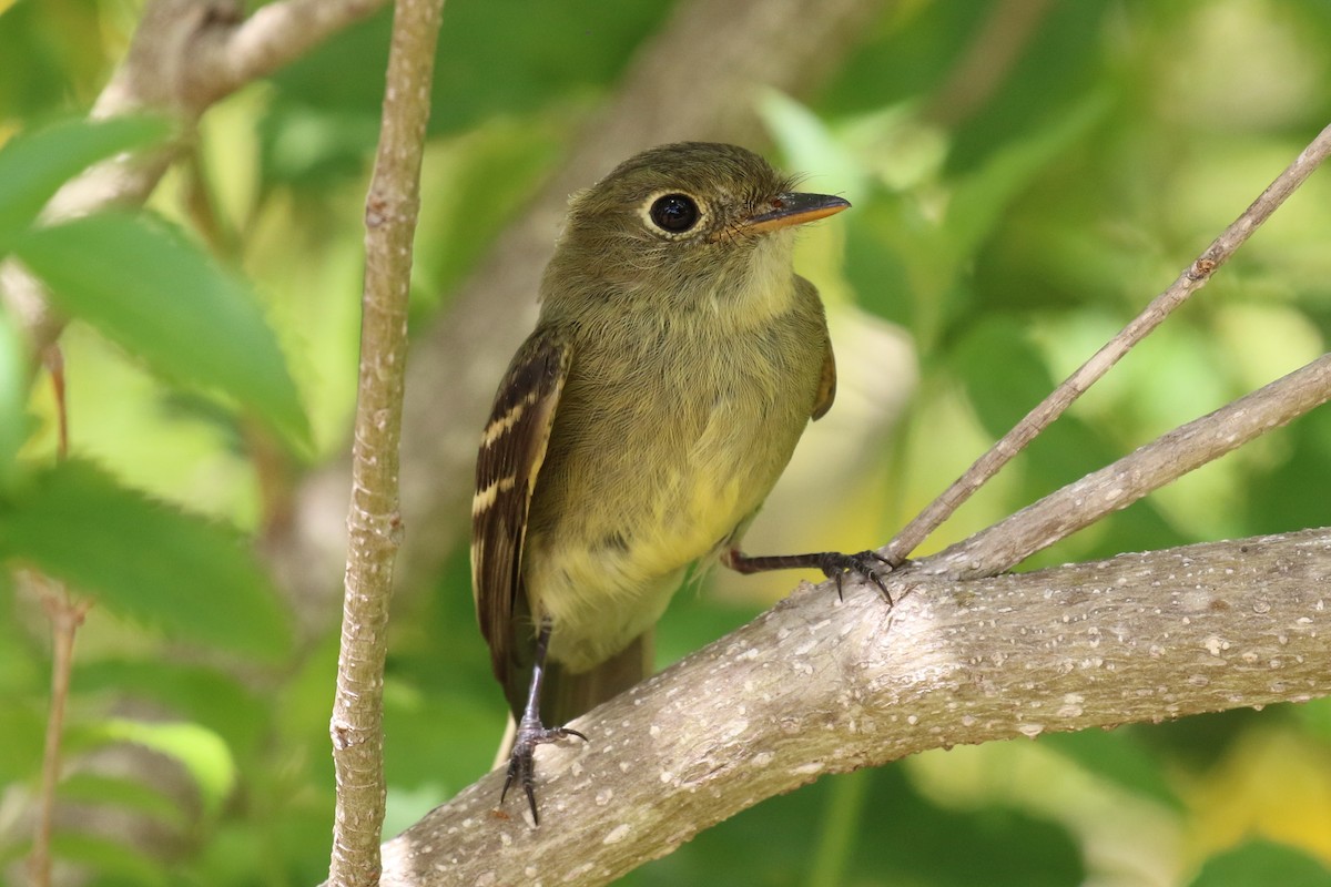 Yellow-bellied Flycatcher - ML69875051