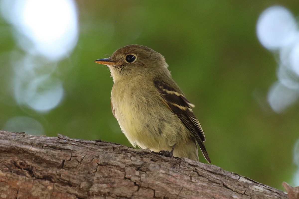 Yellow-bellied Flycatcher - ML69875201