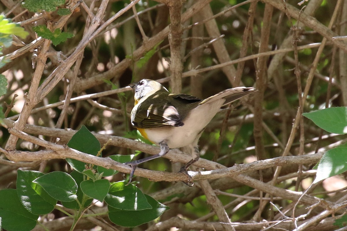 Yellow-breasted Chat - ML69875471