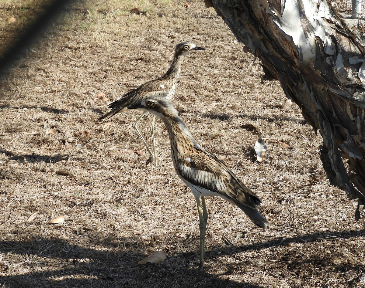 Bush Thick-knee - Anonymous