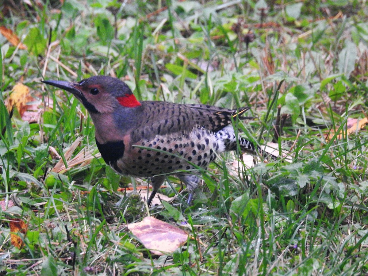 Northern Flicker - ML69876361