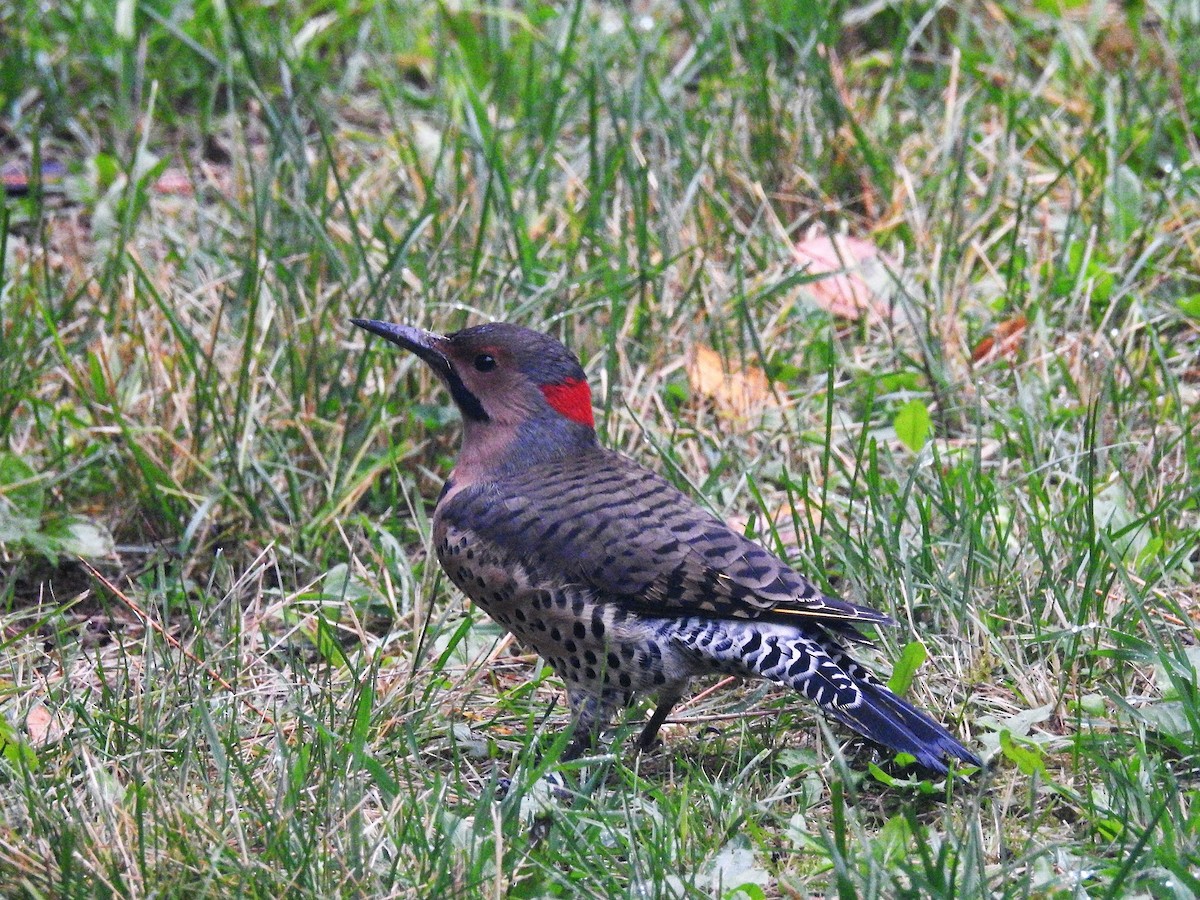 Northern Flicker - ML69876371