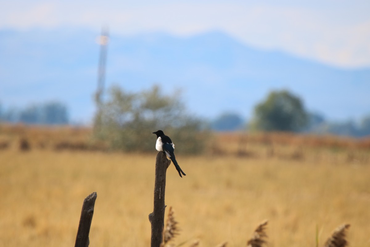 Black-billed Magpie - ML69876391