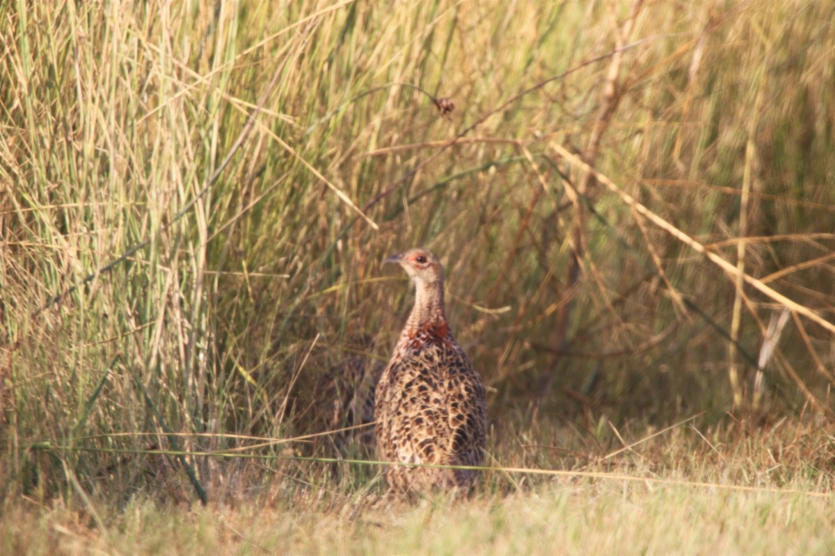 Ring-necked Pheasant - ML69876861