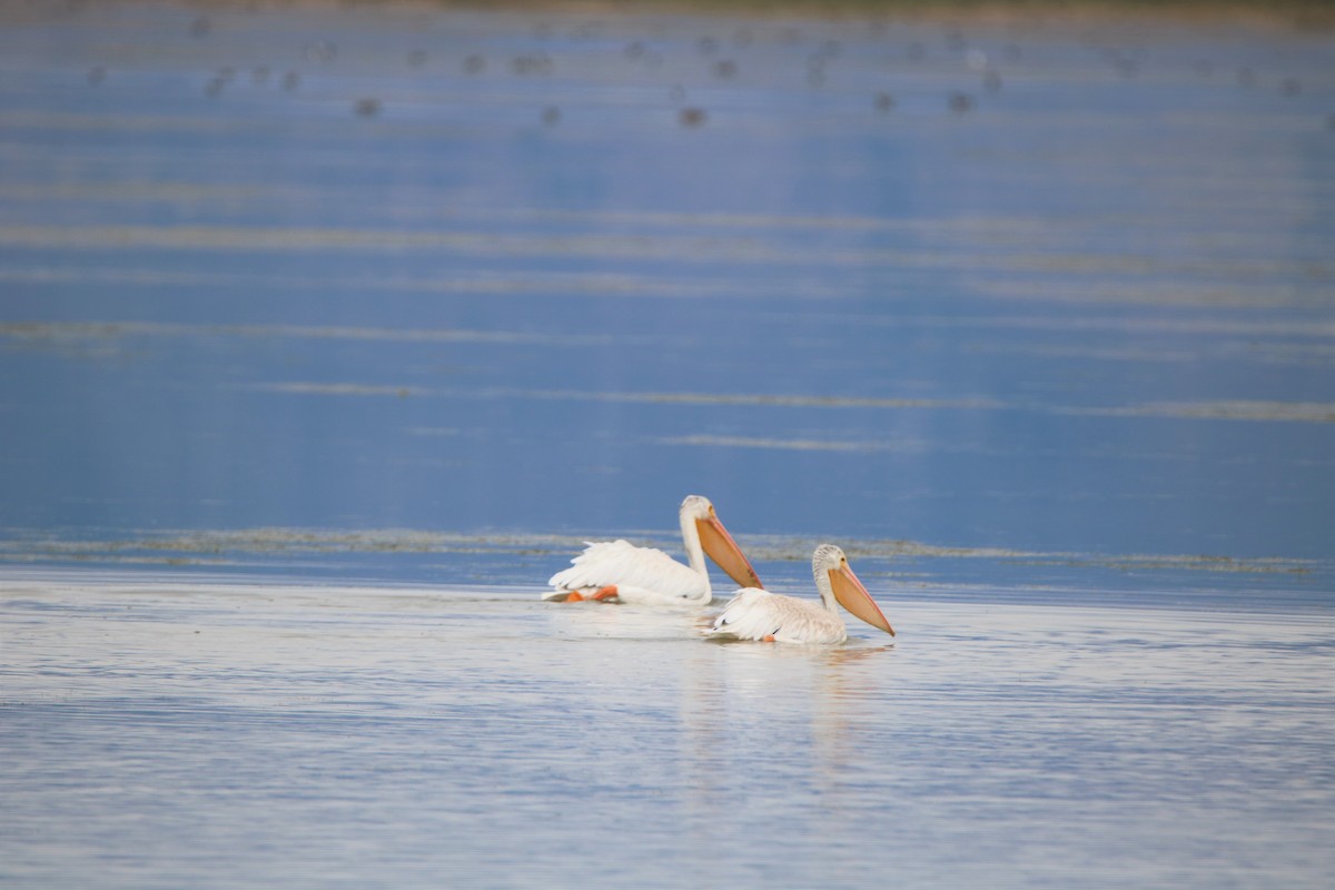 American White Pelican - ML69877821