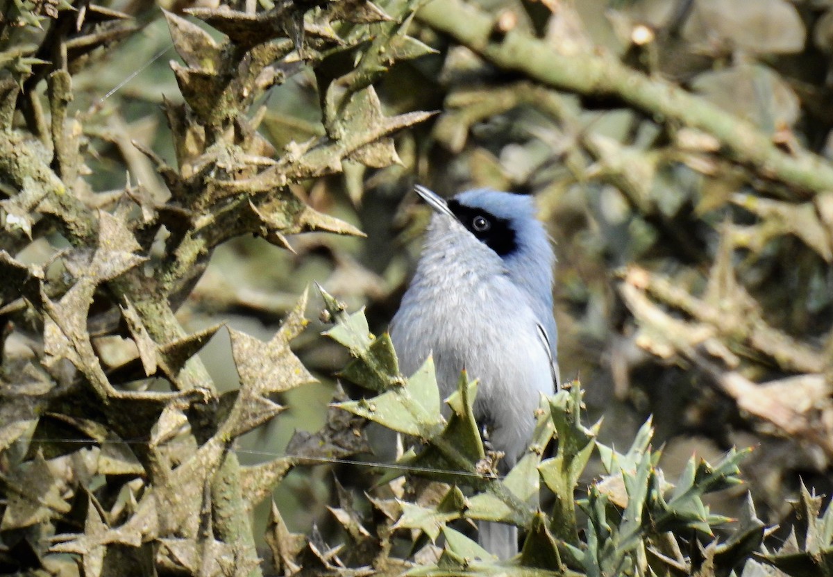 Masked Gnatcatcher - ML69878301