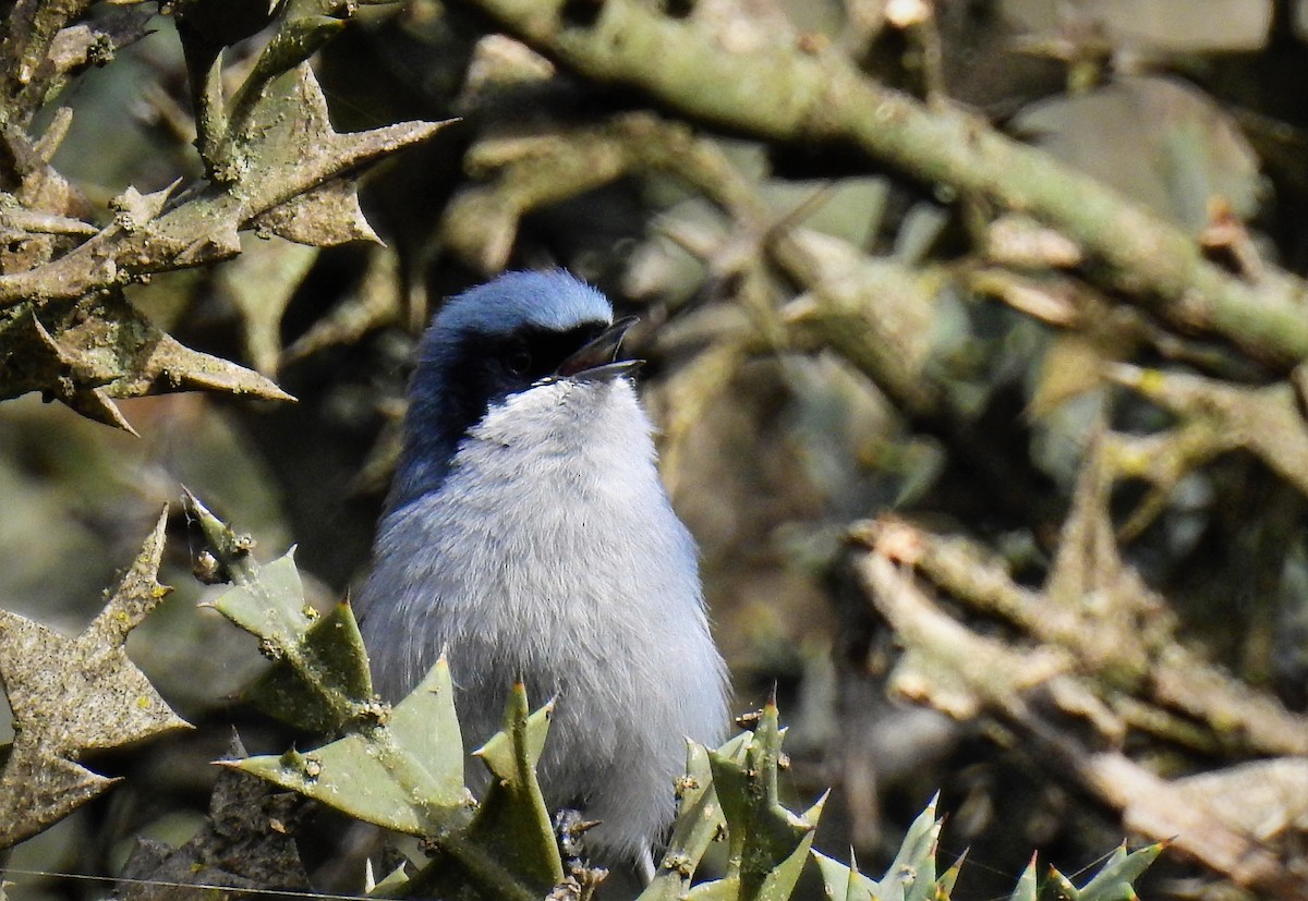 Gobemoucheron masqué - ML69878311