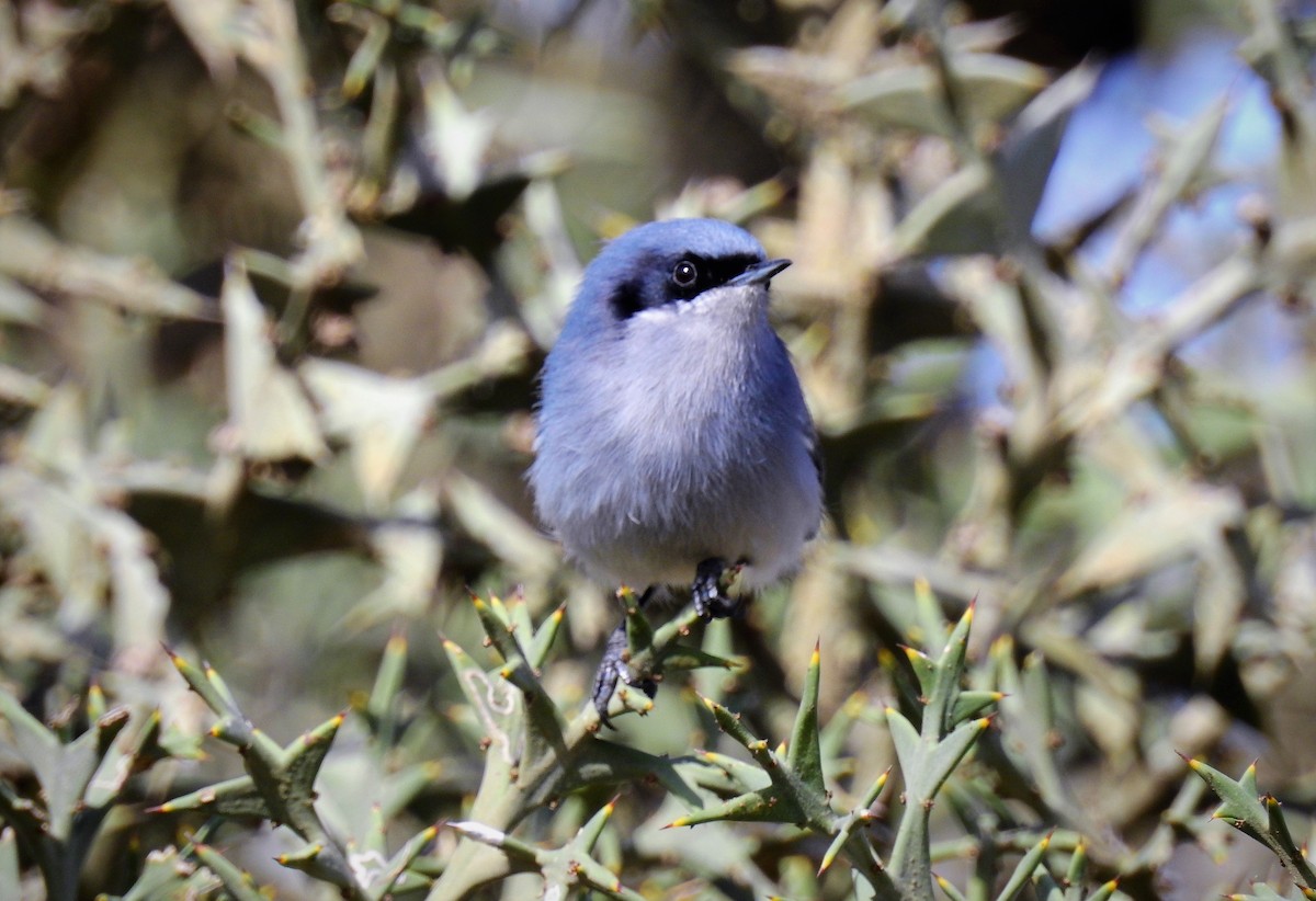 Masked Gnatcatcher - ML69878331