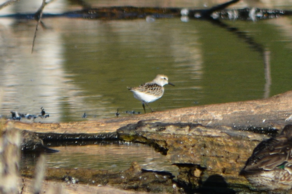 Semipalmated Sandpiper - Steve Mierzykowski