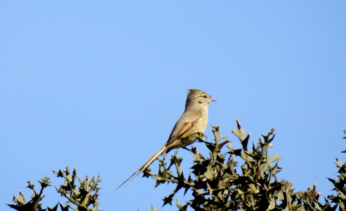 Tufted Tit-Spinetail - ML69879471