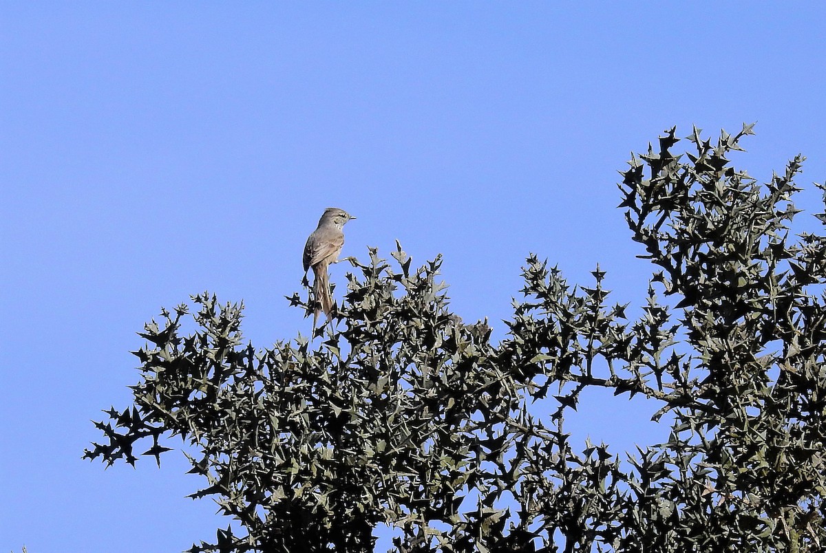 Tufted Tit-Spinetail - ML69879501