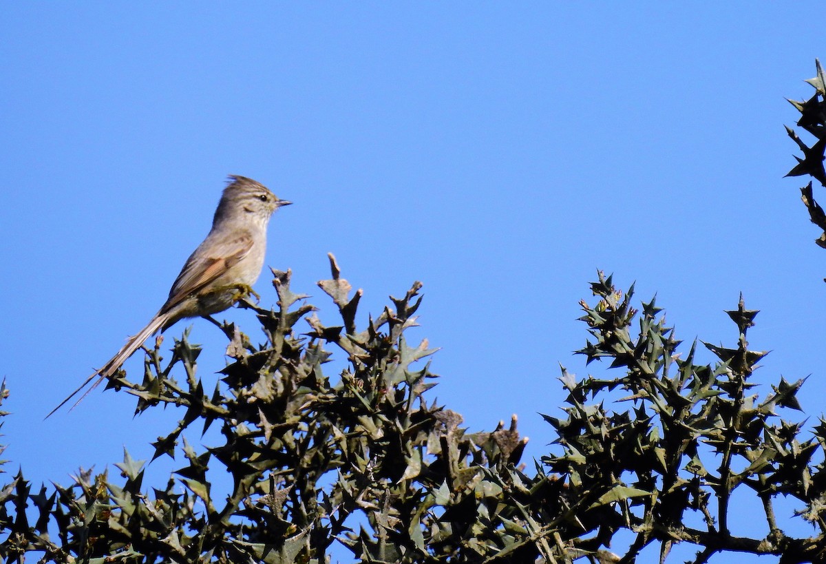 Tufted Tit-Spinetail - ML69879521