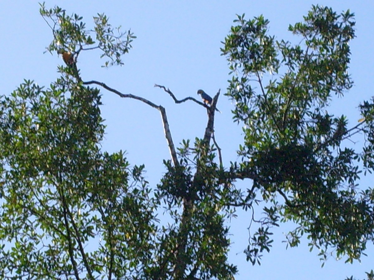 Blue-and-yellow Macaw - Jemimah Rivera