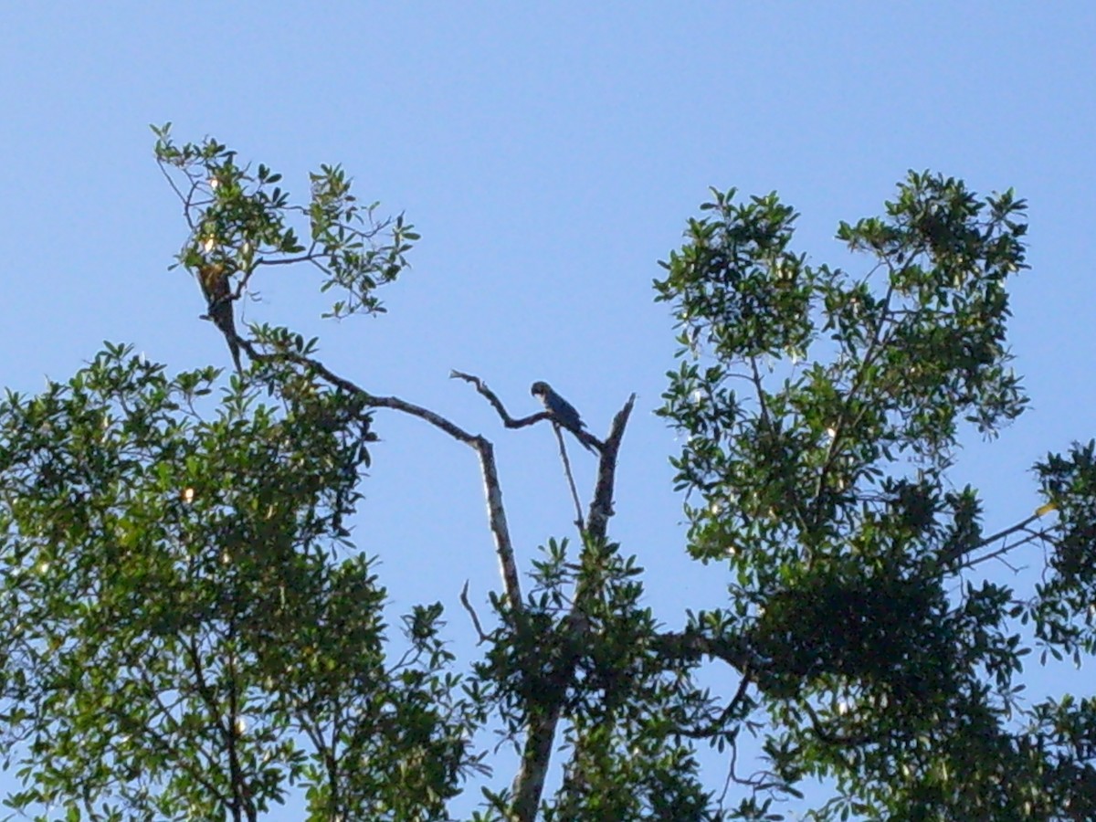 Blue-and-yellow Macaw - ML69881861