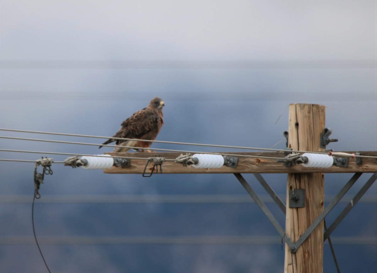 Swainson's Hawk - Russell Hillsley