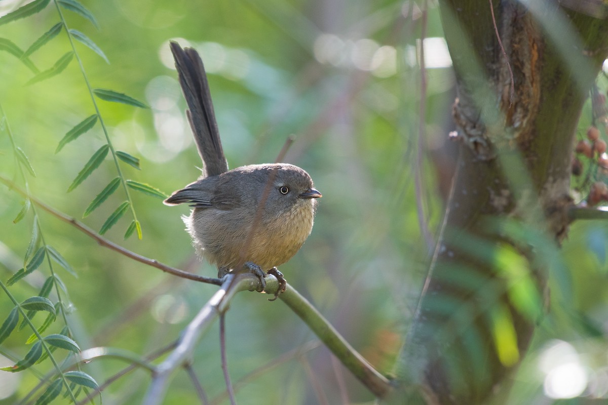 Wrentit - Adam Jackson