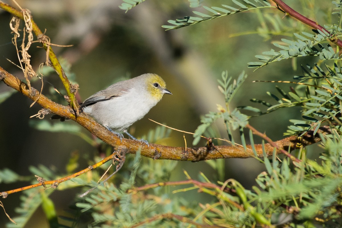 Verdin - ML69885171