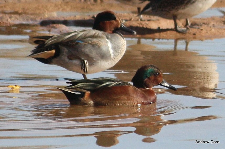 Cinnamon x Green-winged Teal (hybrid) - Andrew Core