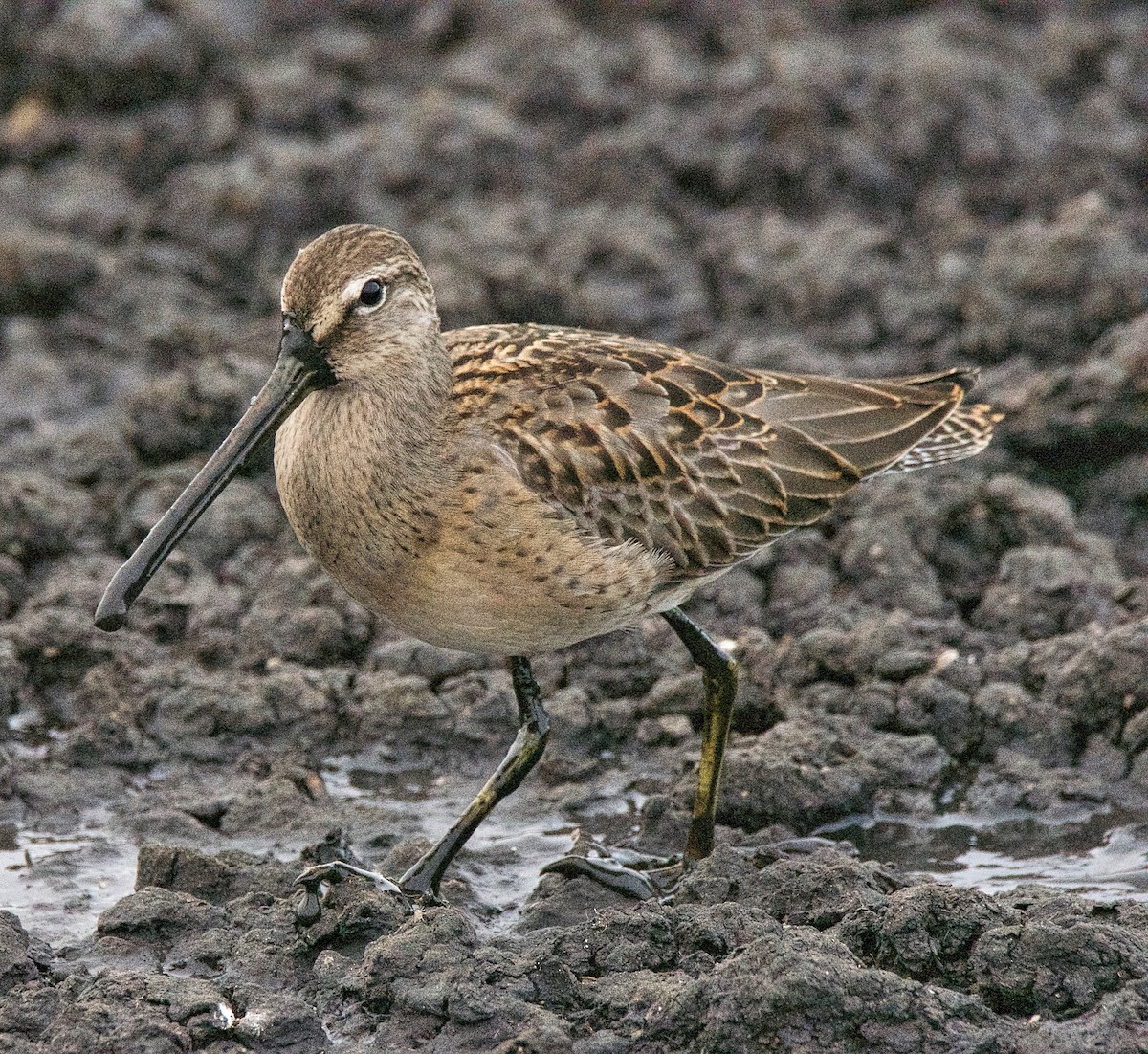 Long-billed Dowitcher - ML69885991