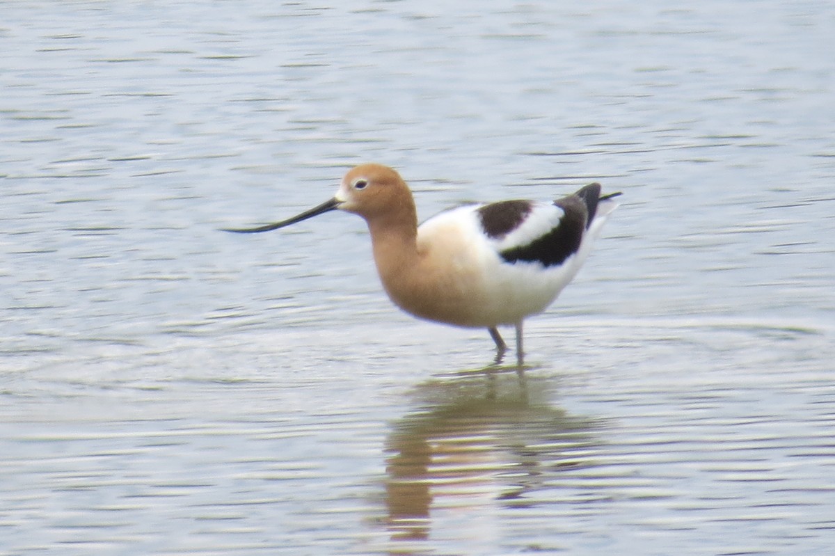 American Avocet - ML69886261