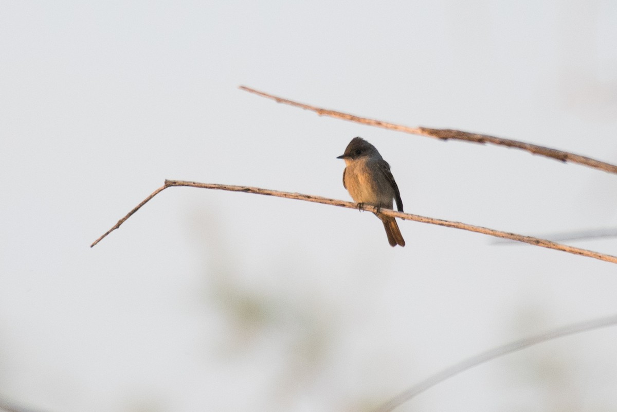 Western Wood-Pewee - ML69886331