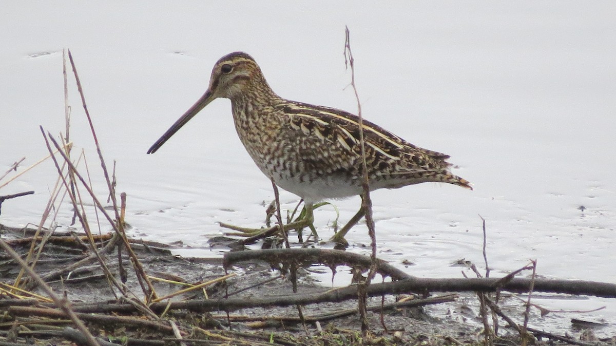 Wilson's Snipe - Therese Cummiskey