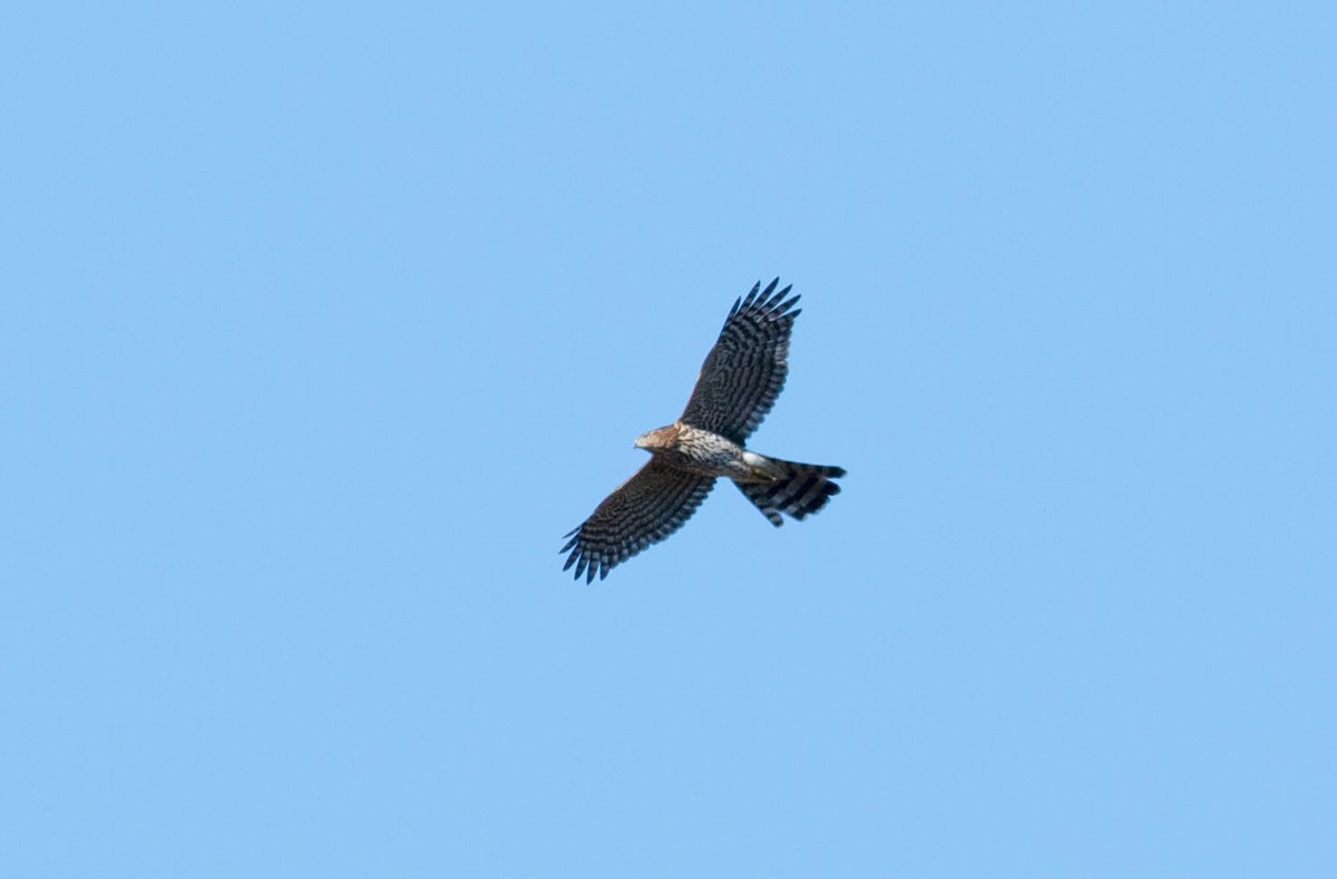 Cooper's Hawk - Paul Fenwick