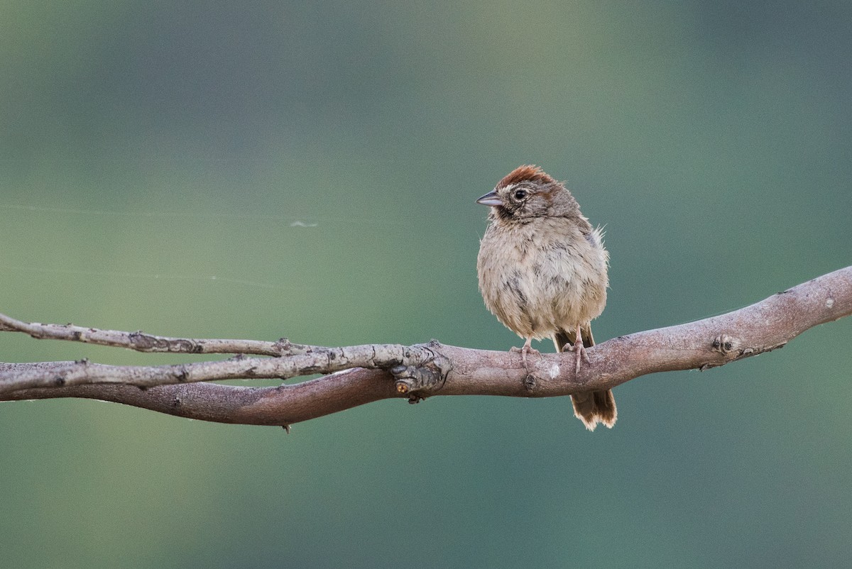 Rufous-crowned Sparrow - ML69887151