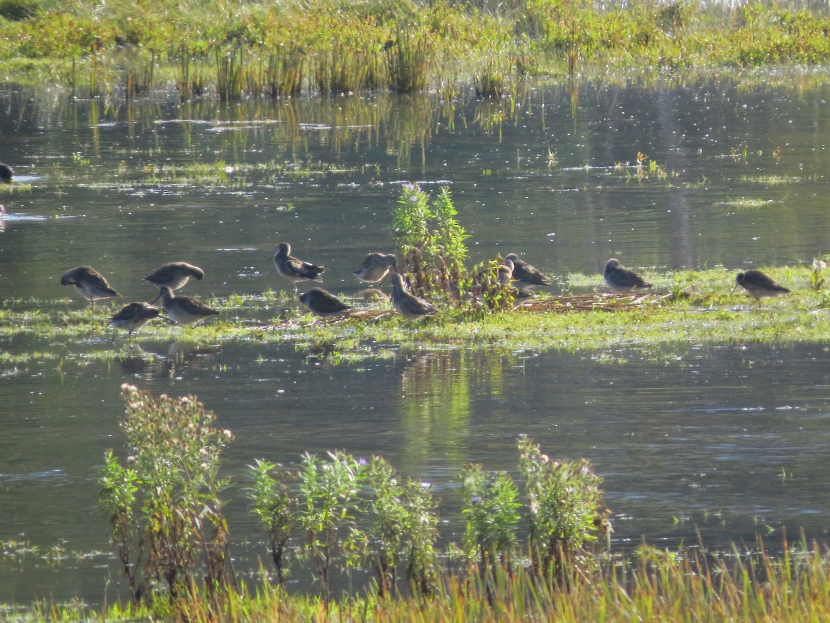 Long-billed Dowitcher - ML69888171