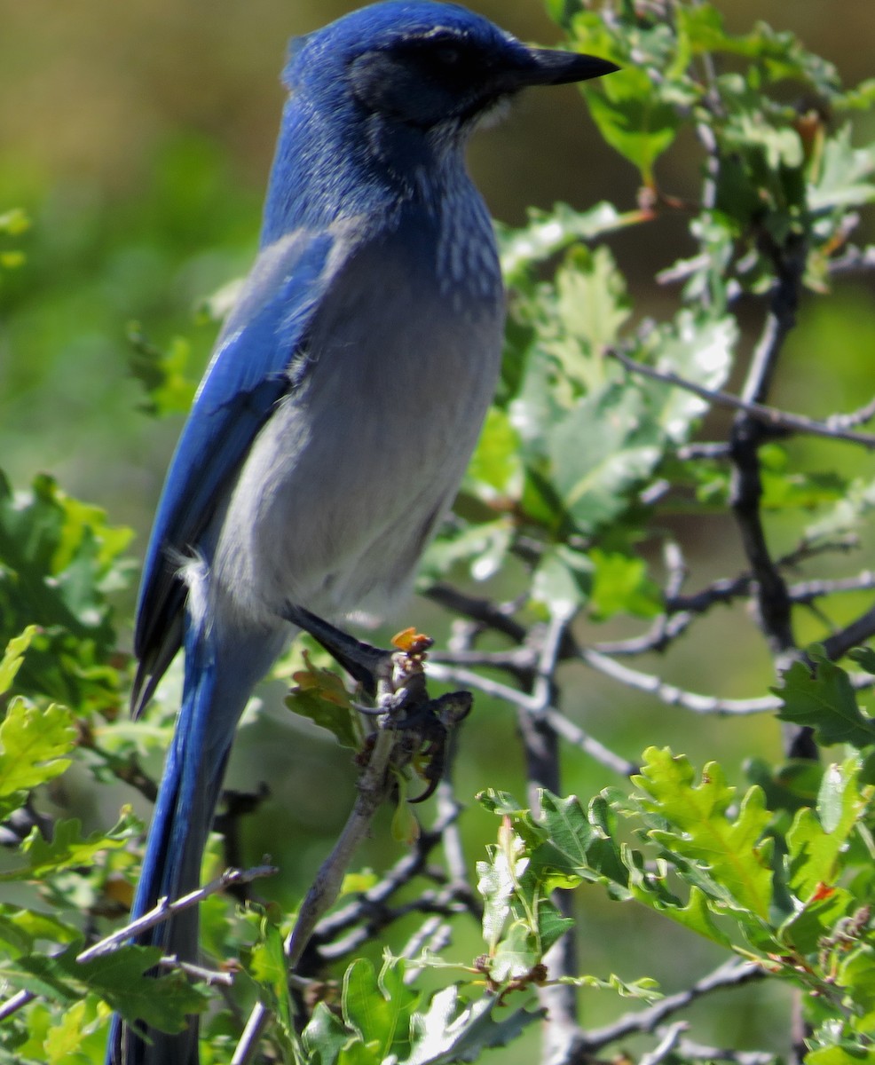 Woodhouse's Scrub-Jay - ML69888291