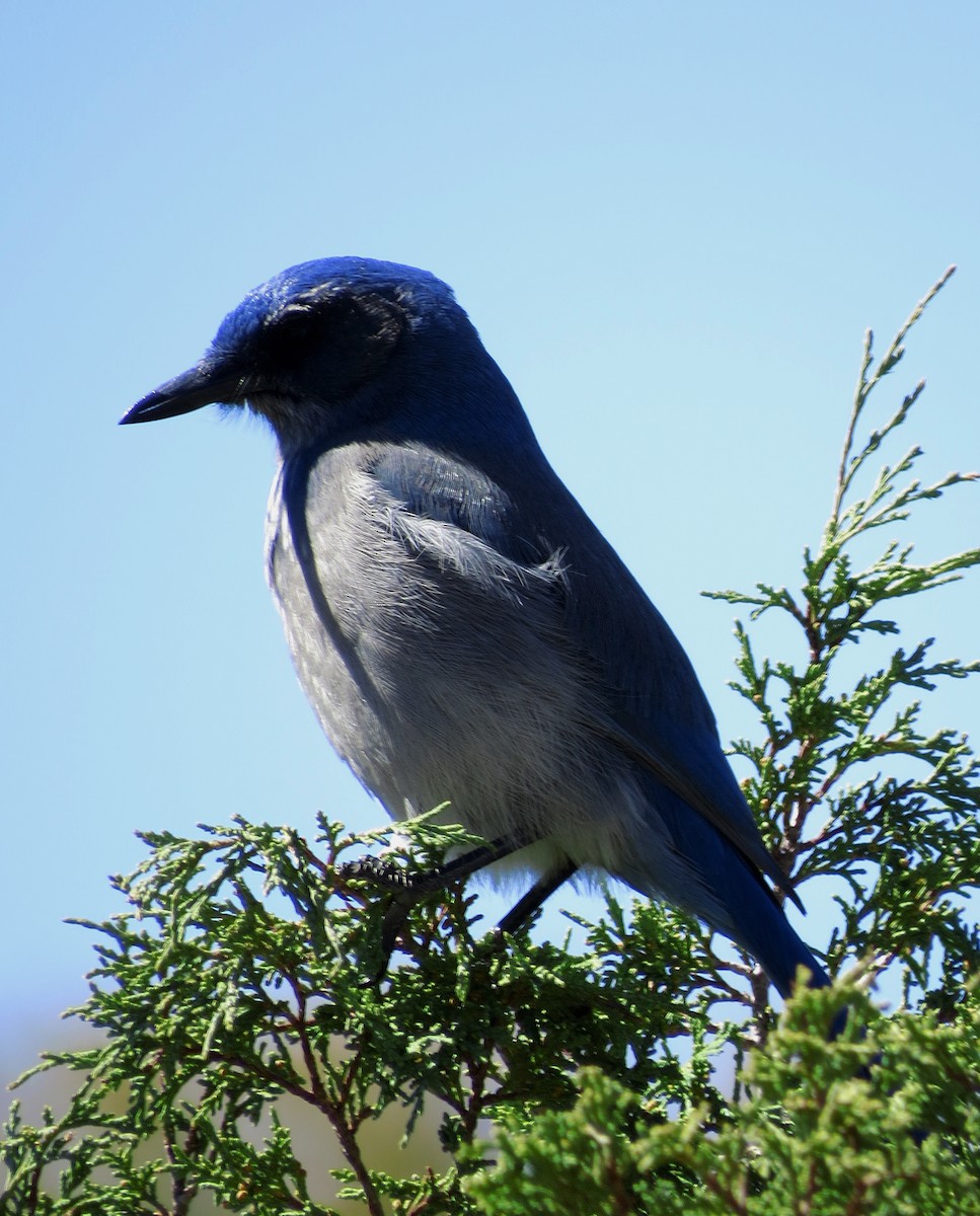 Woodhouse's Scrub-Jay - Diane Drobka