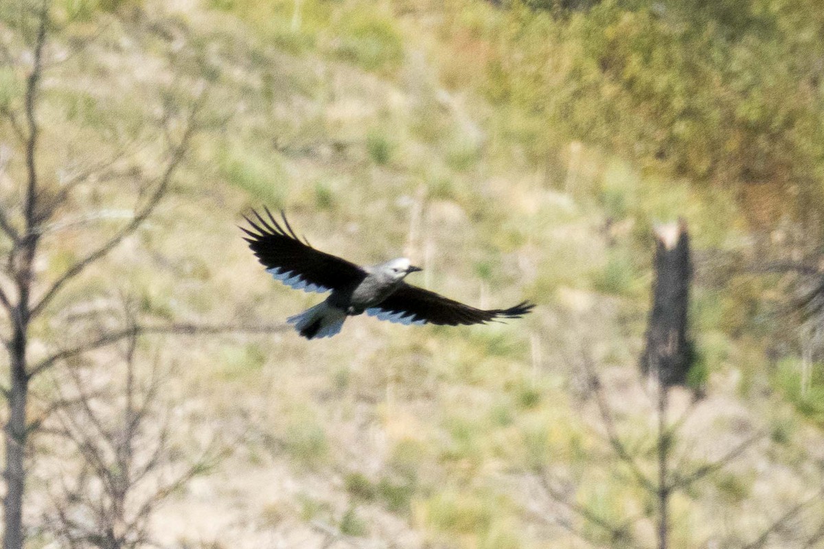 Clark's Nutcracker - Lynne Hertzog