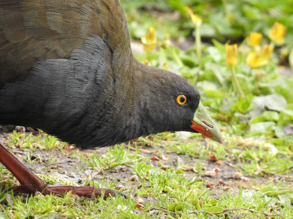 Black-tailed Nativehen - Jeffrey Crawley