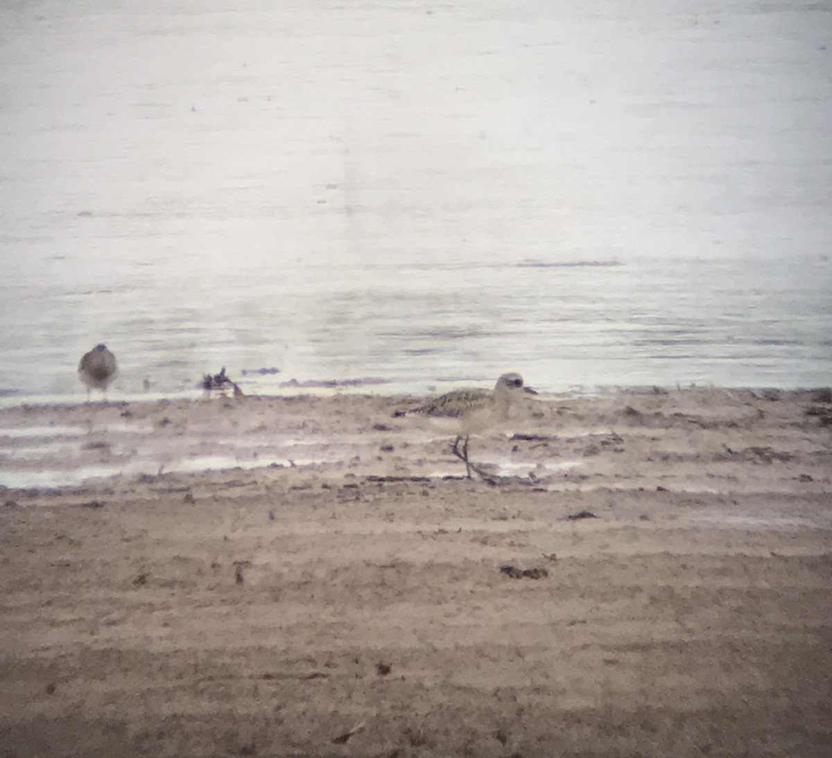 Black-bellied Plover - ML69891201