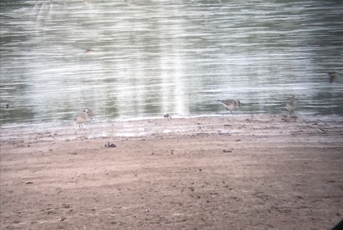 Black-bellied Plover - ML69891221