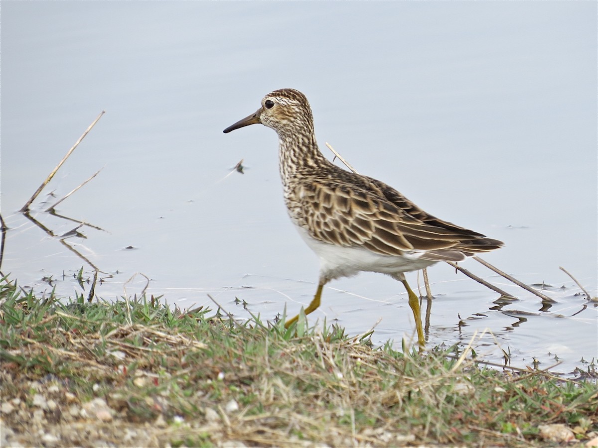 Pectoral Sandpiper - Benjamin Murphy