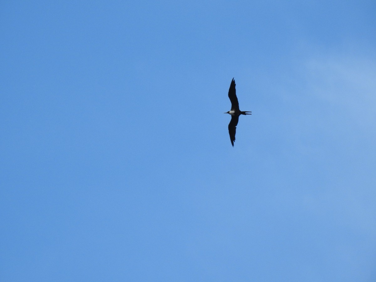 Magnificent Frigatebird - Yvonne Motherwell