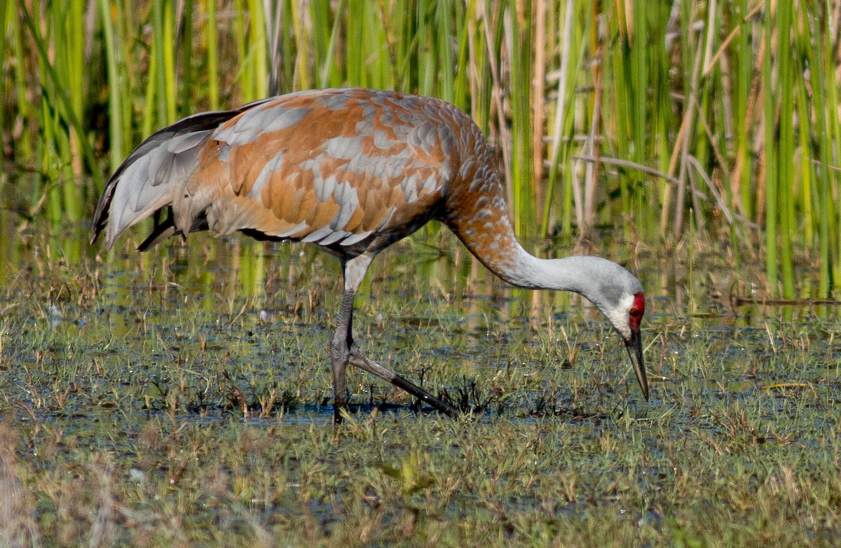 Sandhill Crane - ML69892011