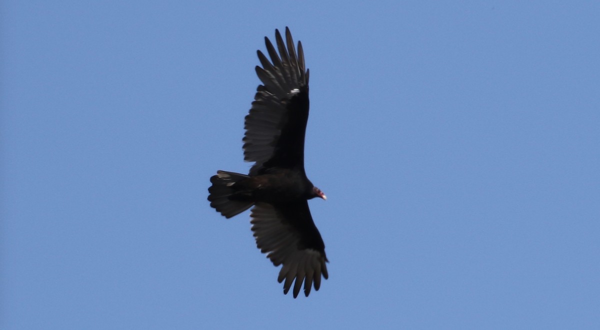 Turkey Vulture - ML69894661