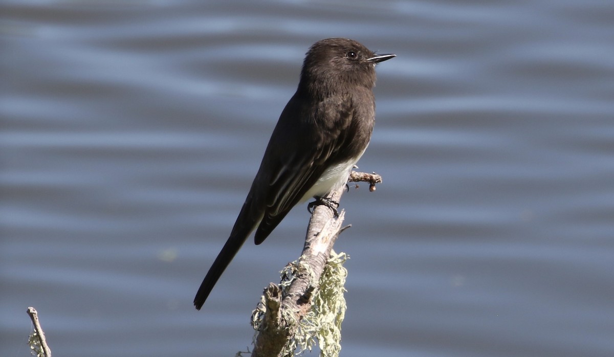 Black Phoebe - ML69894851