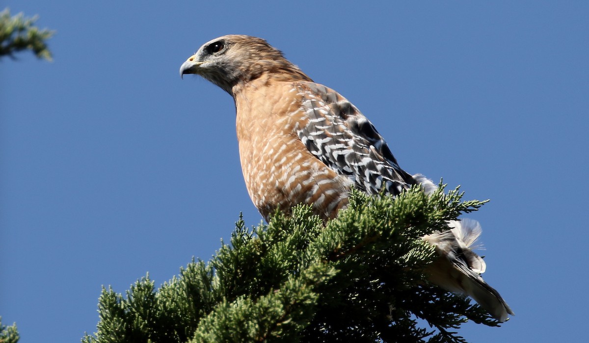 Red-shouldered Hawk - ML69895021