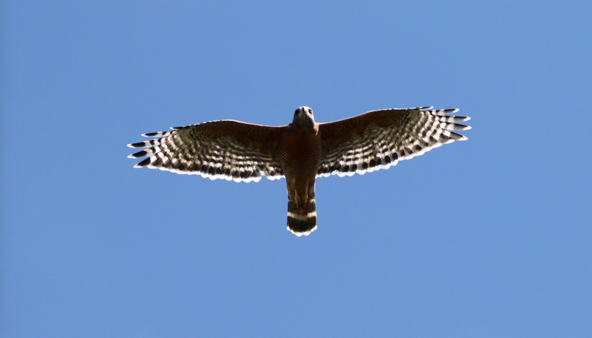 Red-shouldered Hawk - ML69895081