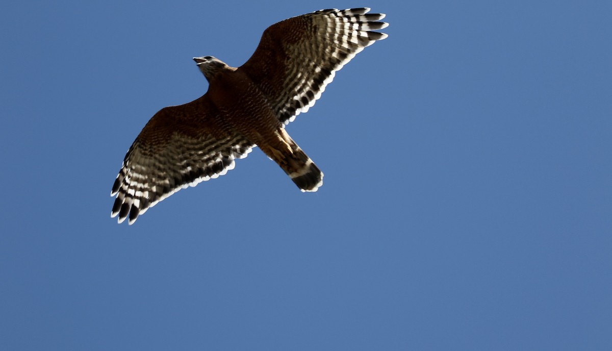 Red-shouldered Hawk - ML69895131