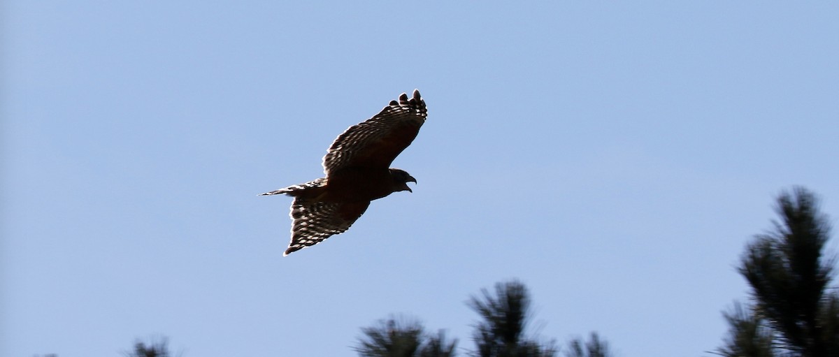 Red-shouldered Hawk - ML69895251