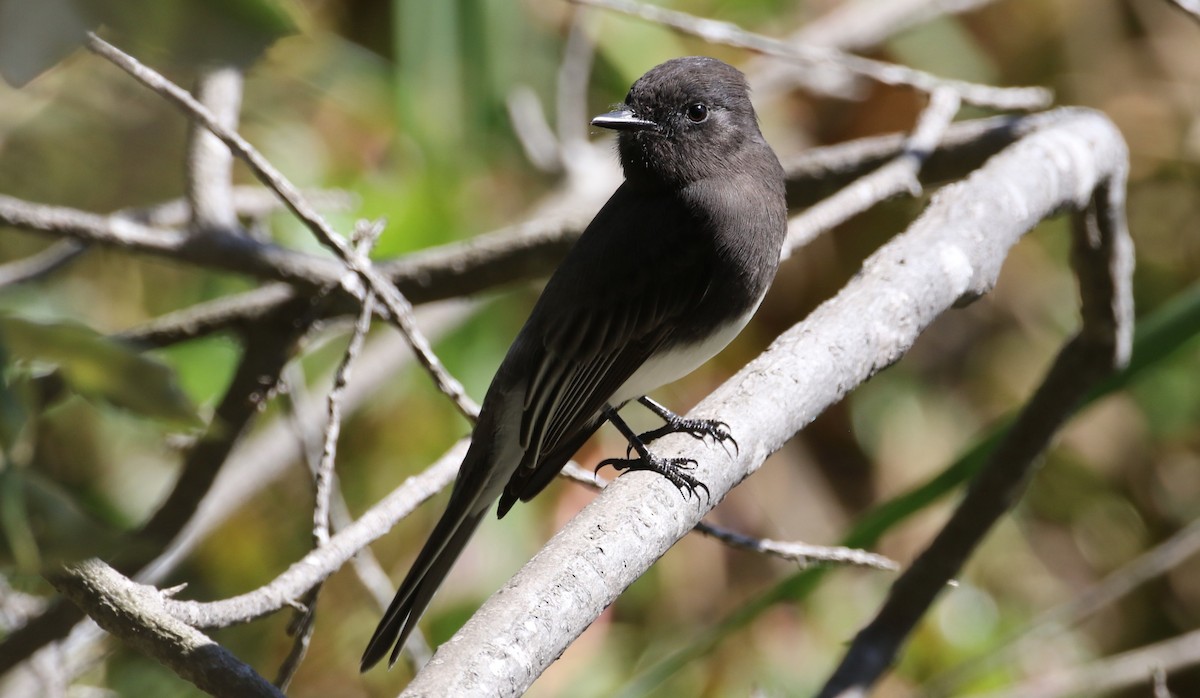 Black Phoebe - ML69895551