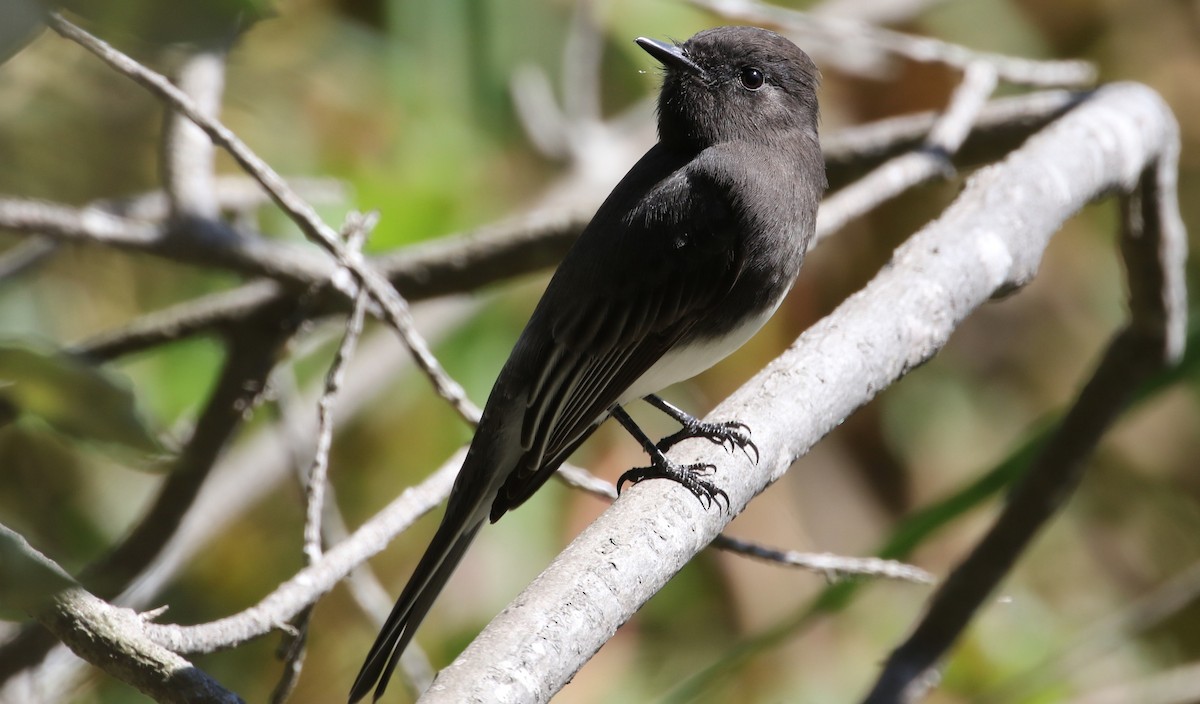 Mosquero Negro - ML69895591